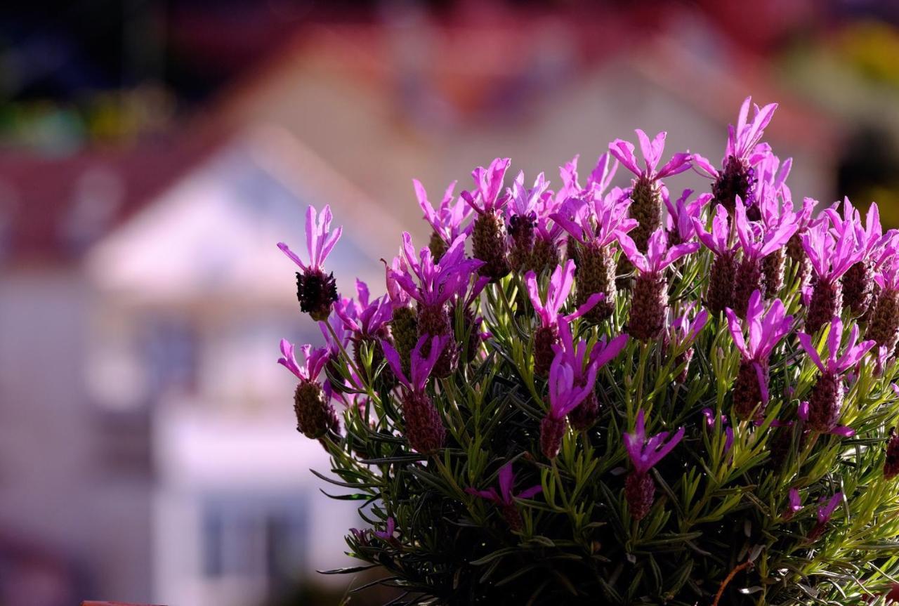 Skylark Bed&Breakfast Grasse Dış mekan fotoğraf